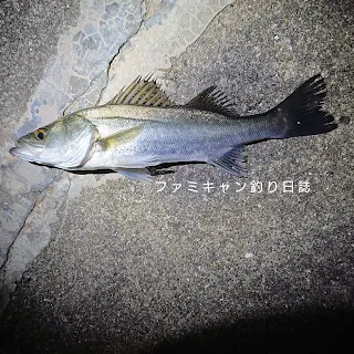 アジングロッドで釣ったセイゴ