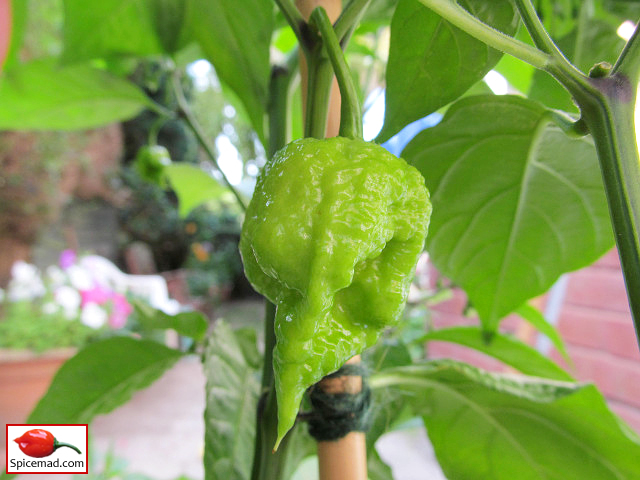 Carolina Reaper - 21st August 2022