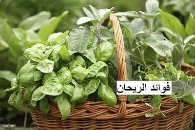 الريحان  عشبة   رائعة  برائحتها   الرائعة   وفوائدها الطبية 