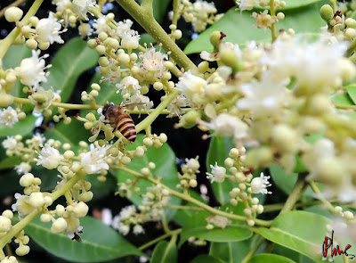 con ong mật hoa nhãn