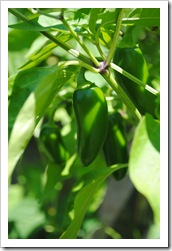 canning - Copy (2)