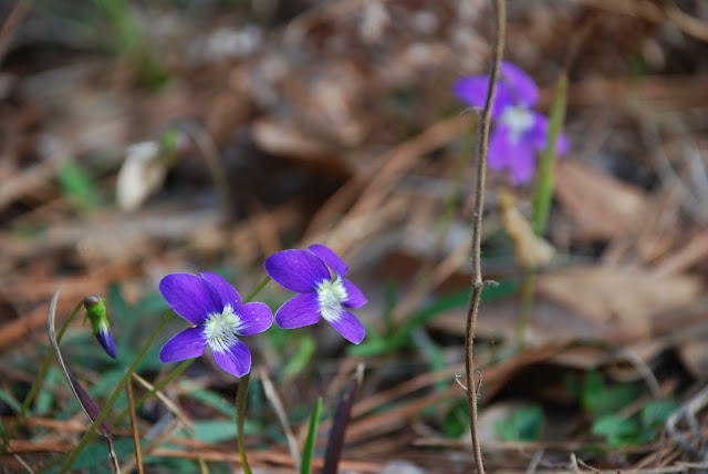 Bayard Wildlife Management Area