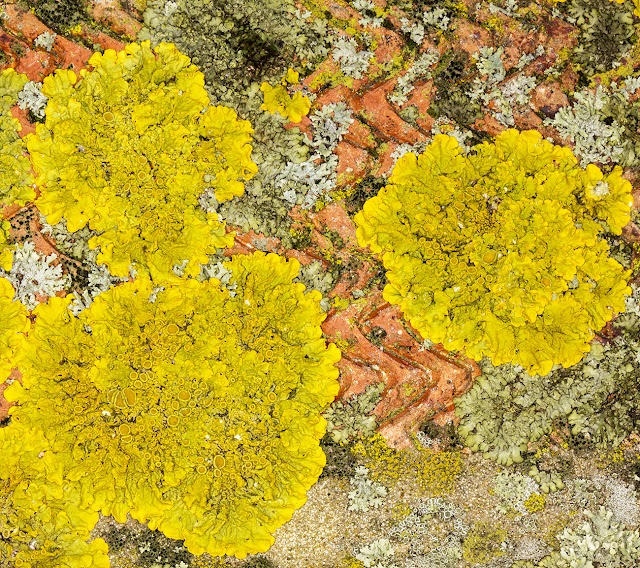 Xanthoria parietina on a brick wall in Hayes in daylight. 22 January 2017.