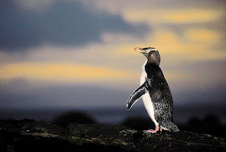 yellow-eyed penguin