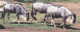 ñu azul Connochaetes taruinus