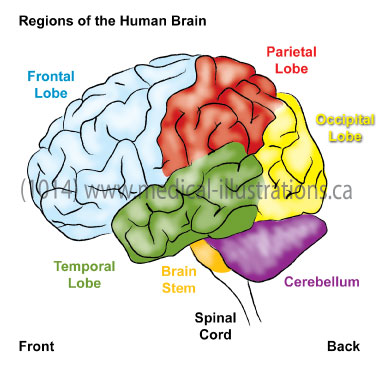 Brain Regions2