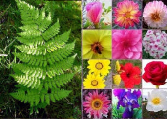 Las plantas que dan flores angiospermas y plantas que no dan flores gimnoapermas