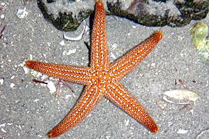 RANGKUMAN BIOLOGI ANIMALIA ECHINODERMATA  Ikubaru s Blogzia