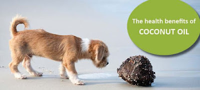 Is Coconut Oil Safe for Dogs?