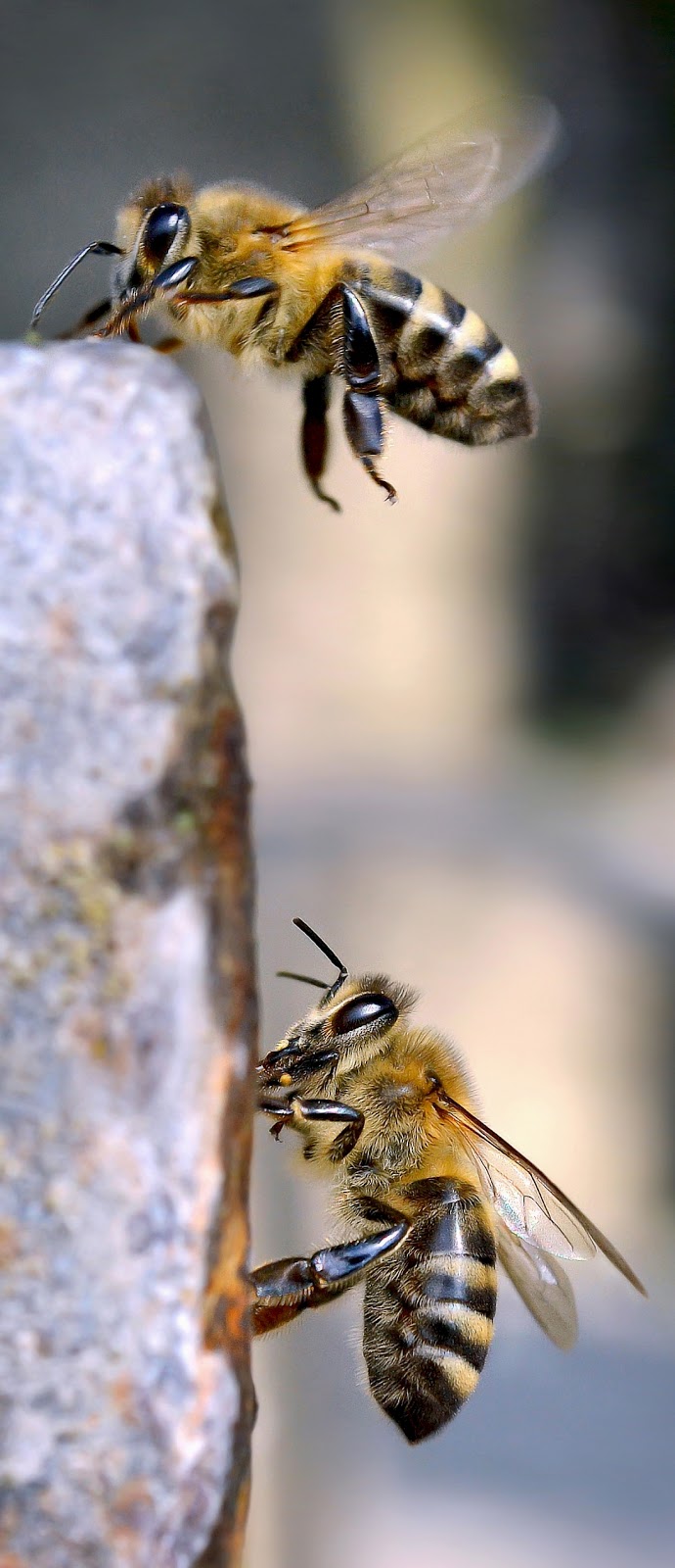 Macro photo of two bees.