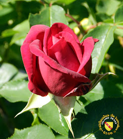 VILLERS-LES-NANCY (54) - La roseraie du Jardin botanique du Montet - Rose Jacqueline du Pré
