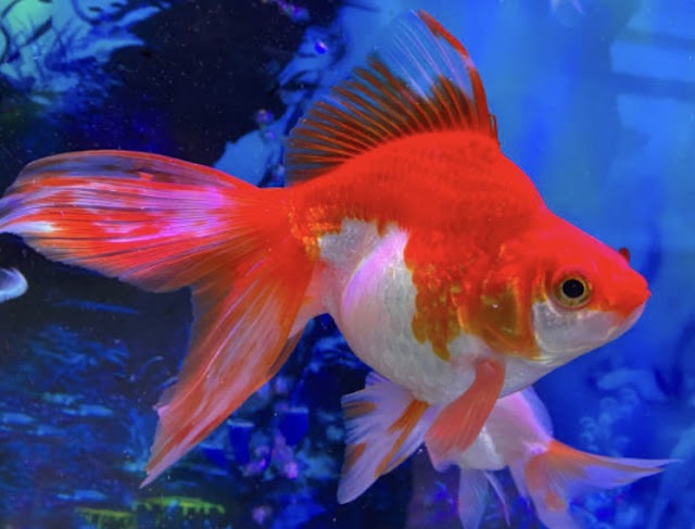 Comet goldfish, lifespan, Care requirement, detail guide