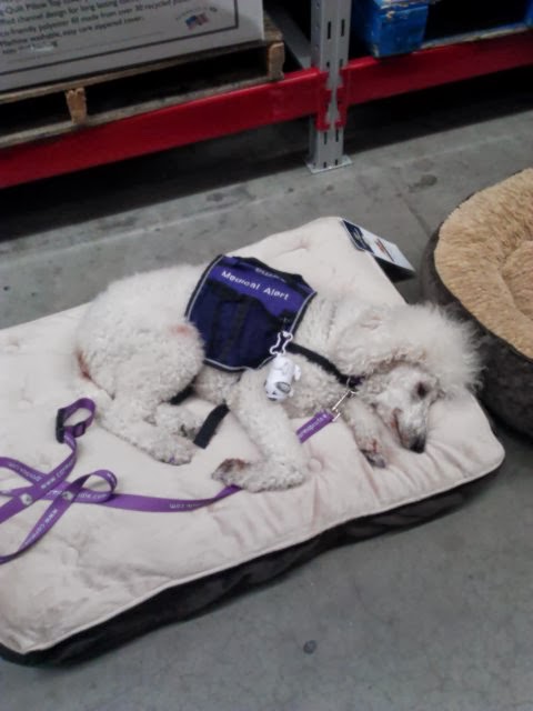 Poodle laying on dog bed in store with smile on face