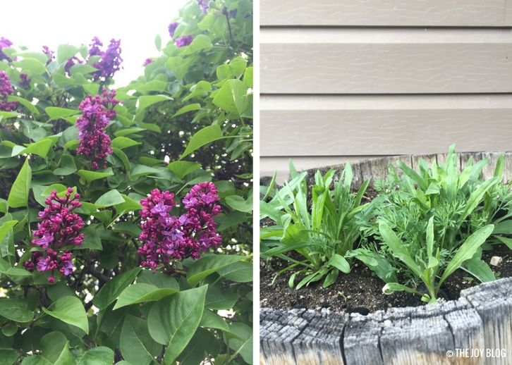 Lilacs & Wildflowers // Garden Updates: Mid-Spring 2018 // www.thejoyblog.net