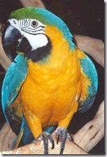 blue-and-gold-macaw_Large