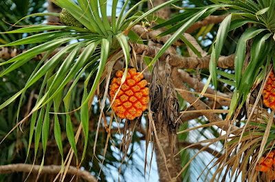 Buah Hala