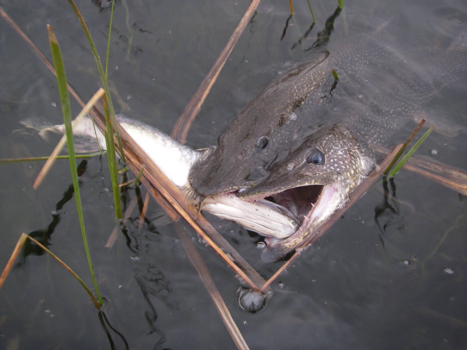 Colorado Fly Fishing Reports: Fly Fishing for Pike in Colorado (a crash  course)