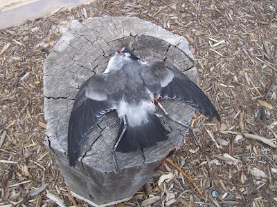 [White-faced+Storm-Petrel.jpg]