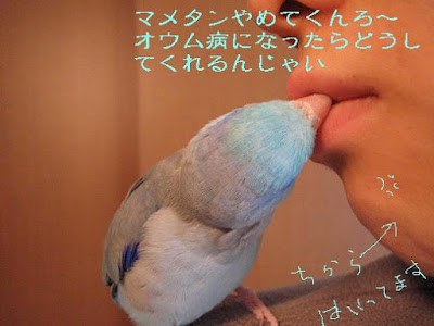 オウム病, オウム病 インコ, オウム病 潜伏期間, オウム病 人から人, オウム病 オカメインコ, オウム病 ウイルス, オウム病 検査 費用, オウム病 妊婦, オウム病 クラミドフィラ, オウム病 文鳥, オウム病 細菌, オウム病 インコ, オウム病 症状, オウム病 潜伏期間, セキセイインコオウム病症状, オウム病検査費用, オウム病 インコ 症状, オウム病 自然治癒, オウム病 感染率, オウム病 人から人, オウム病 オカメインコ, オウム病 妊婦