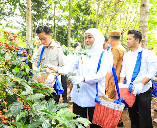 Panen Raya Kopi Bersama Wapres Gibran Di Bondowoso, Gubernur Khofifah Kenalkan Strategi Communal Branding untuk Penuhi Pasar Ekspor