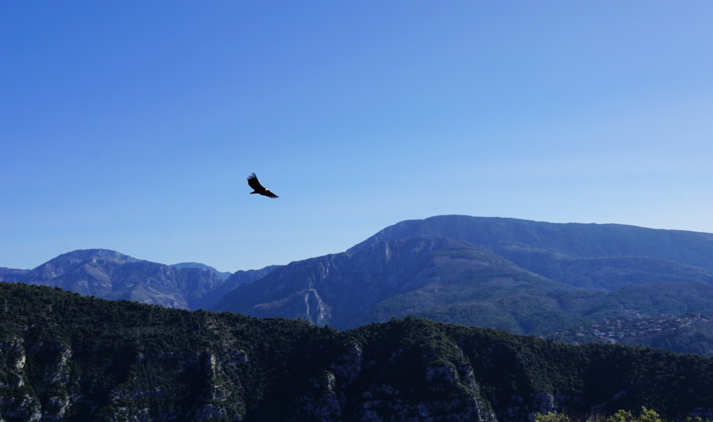 Mont Ferion and a vulture