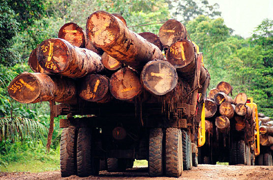 Tráfico de madera aumentó en el 2011