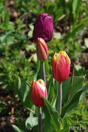 DSC_1404