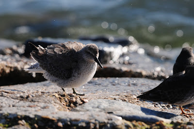 Knot at Southsea Castle