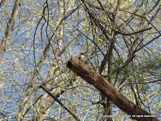 Eastern Phoebe