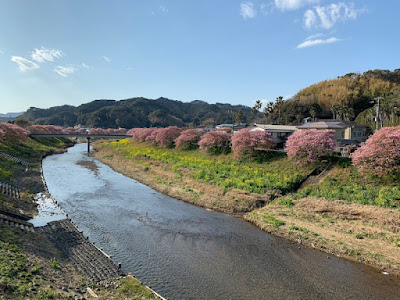 湯けむり橋から見た河津桜