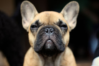 Teacup French Bulldogs