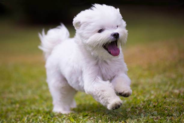 Berger Australien croisé Bichon Maltais (élevage, caractère et toilettage)