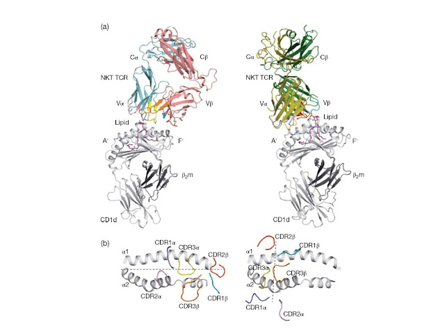 Structural comparison between type I and type II NKT TCR–lipid–CD1d complexe