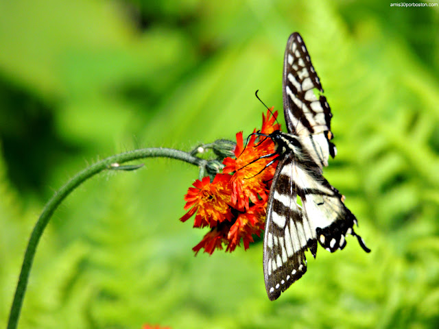 Mariposa en Great Bay, New Hampshire