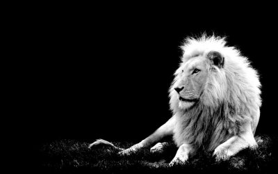 Lions__White_Majesty_by_spike83.jpg