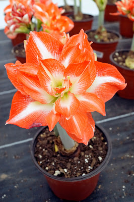 Flor de Amaryllis | Vivero Floresa