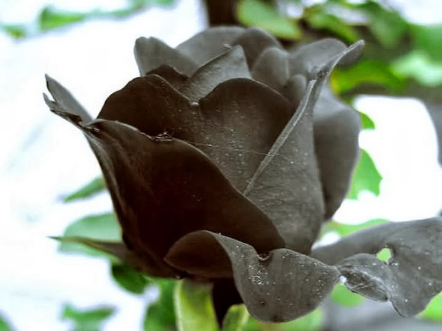 Black Rose Wallpapers Free Download