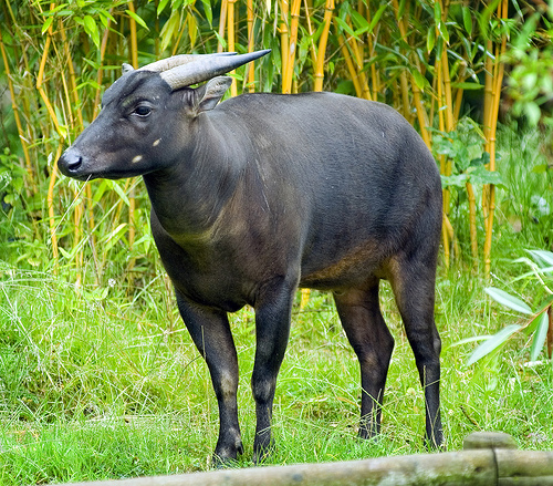 Persebaran Flora dan  Fauna Indonesia Azanul Ahyan