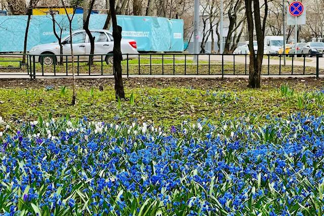 3-я Новоостанкинская улица, Пролеска сибирская