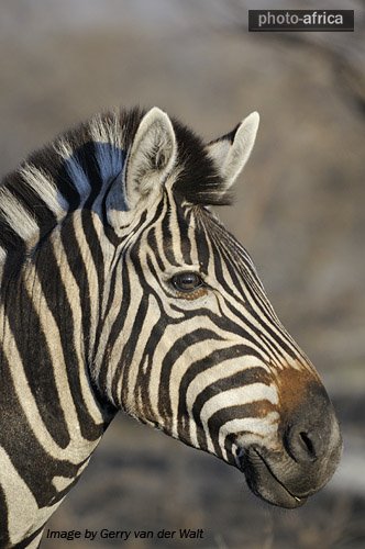 Black And White Animal Photography