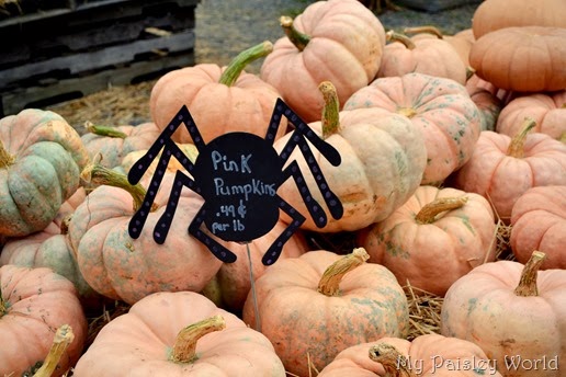 pumpkinblog6
