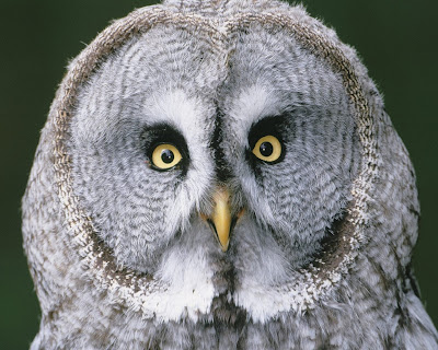 Birds Wallpapers HD