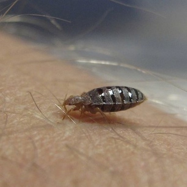 bed bugs on skin picture