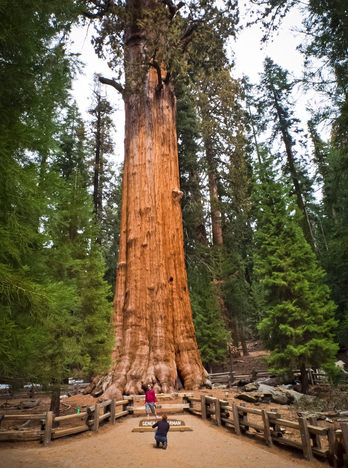 General Sherman is the Tallest Tree  on Planet Photo 
