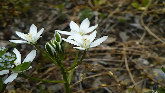 Starflower