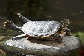 funny animals, tortoise relaxing
