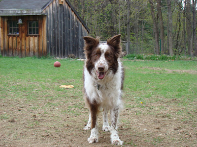 Short Hair Border Collie Pictures. order. collie. his name