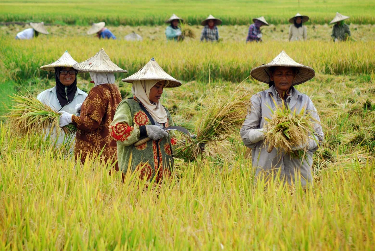 kelembagaan ekonomi pertanian 