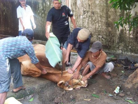 MAKNA DAN TUJUAN KURBAN DI HARI RAYA IDHUL ADHA  SCI-TERMS