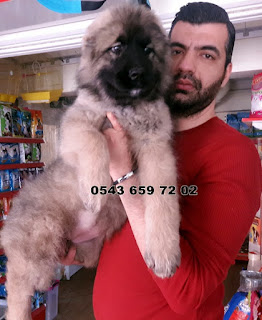  satılık kafkas çoban köpeği yavruları, satılık kafkas çoban yavrusu, satılık kars çoban köpeği yavruları, sahibinden satılık kafkas çoban yavruları, kafkas çoban köpeği, satılık kafkas çoban yavruları istanbul, satılık kafkas çoban yavruları izmir, satılık kafkas çoban yavruları ankara, satılık kafkas çoban yavruları adana, satılık kafkas çoban yavruları bursa, satılık kafkas çoban yavruları sakarya, satılık kafkas çoban yavruları adapazarı, satılık kafkas çoban yavruları trabzon, satılık kafkas çoban yavruları eskişehir, satılık kafkas çoban yavruları çanakkale, satılık kafkas çoban köpeği yavruları istanbul, satılık kafkas çoban köpeği yavruları izmir, satılık kafkas çoban köpeği yavruları ankara, satılık kafkas çoban köpeği yavruları antalya, satılık kafkas çoban köpeği yavruları balıkesir, satılık kafkas çoban köpeği yavruları ekişehir, satılık kafkas çoban köpeği yavruları çanakkale, satılık kafkas çoban köpeği yavruları adana, satılık kafkas çoban köpeği yavruları trabzon, satılık kafkas çoban köpeği yavruları 